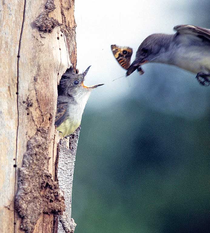 Flycatcher eating Junonia sp.