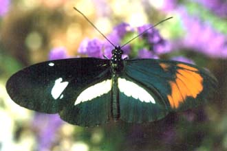 cydno x melpomene gynandromorph